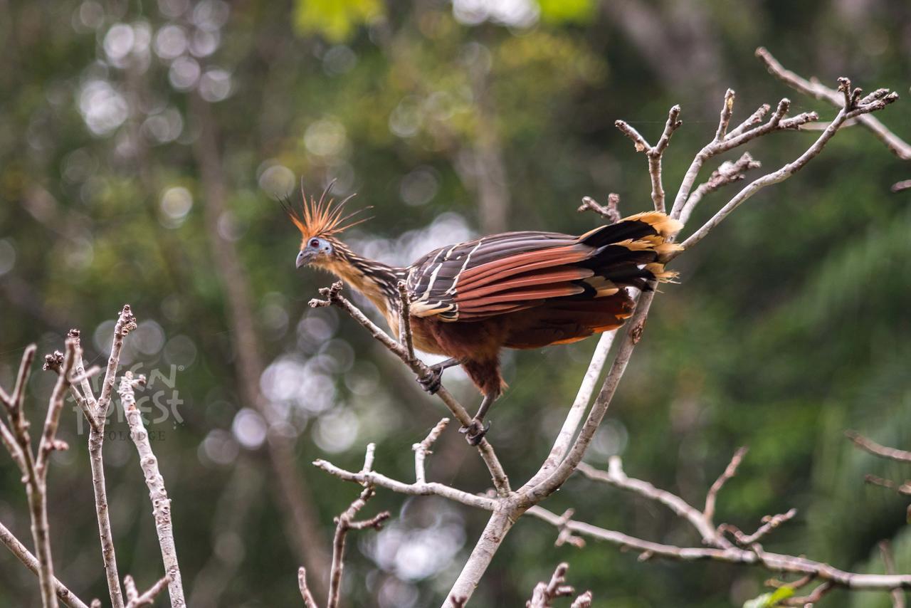 Green Forest Ecolodge Puerto Montufar エクステリア 写真