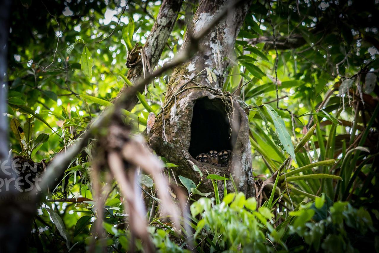 Green Forest Ecolodge Puerto Montufar エクステリア 写真