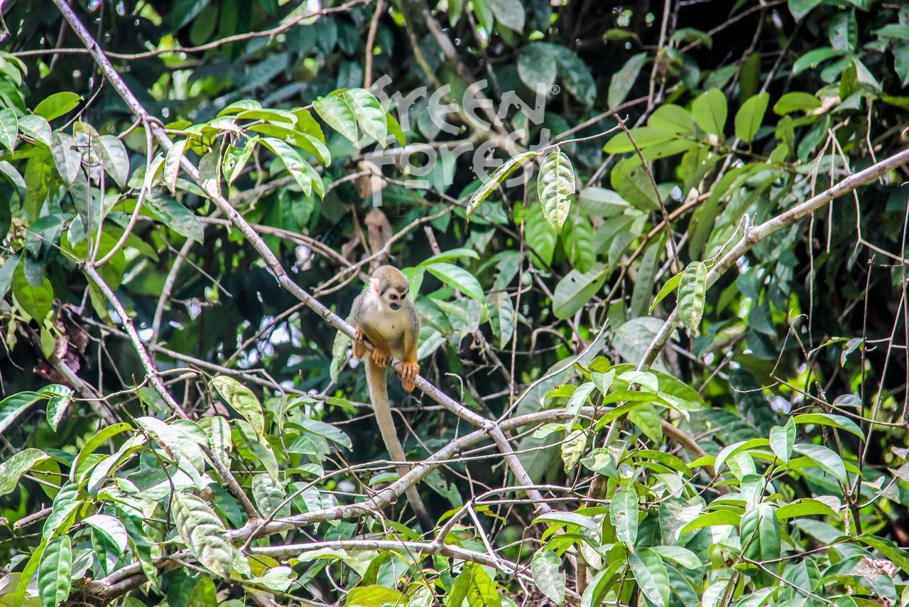 Green Forest Ecolodge Puerto Montufar エクステリア 写真
