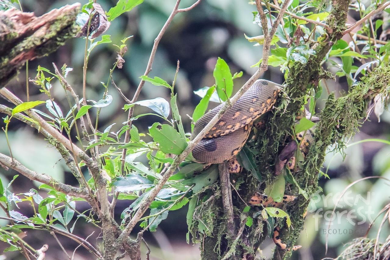 Green Forest Ecolodge Puerto Montufar エクステリア 写真