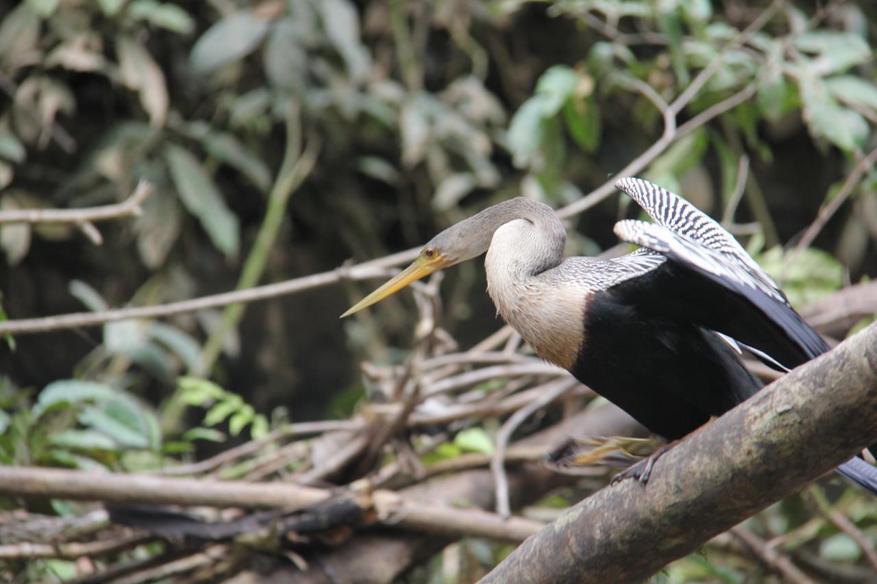 Green Forest Ecolodge Puerto Montufar エクステリア 写真