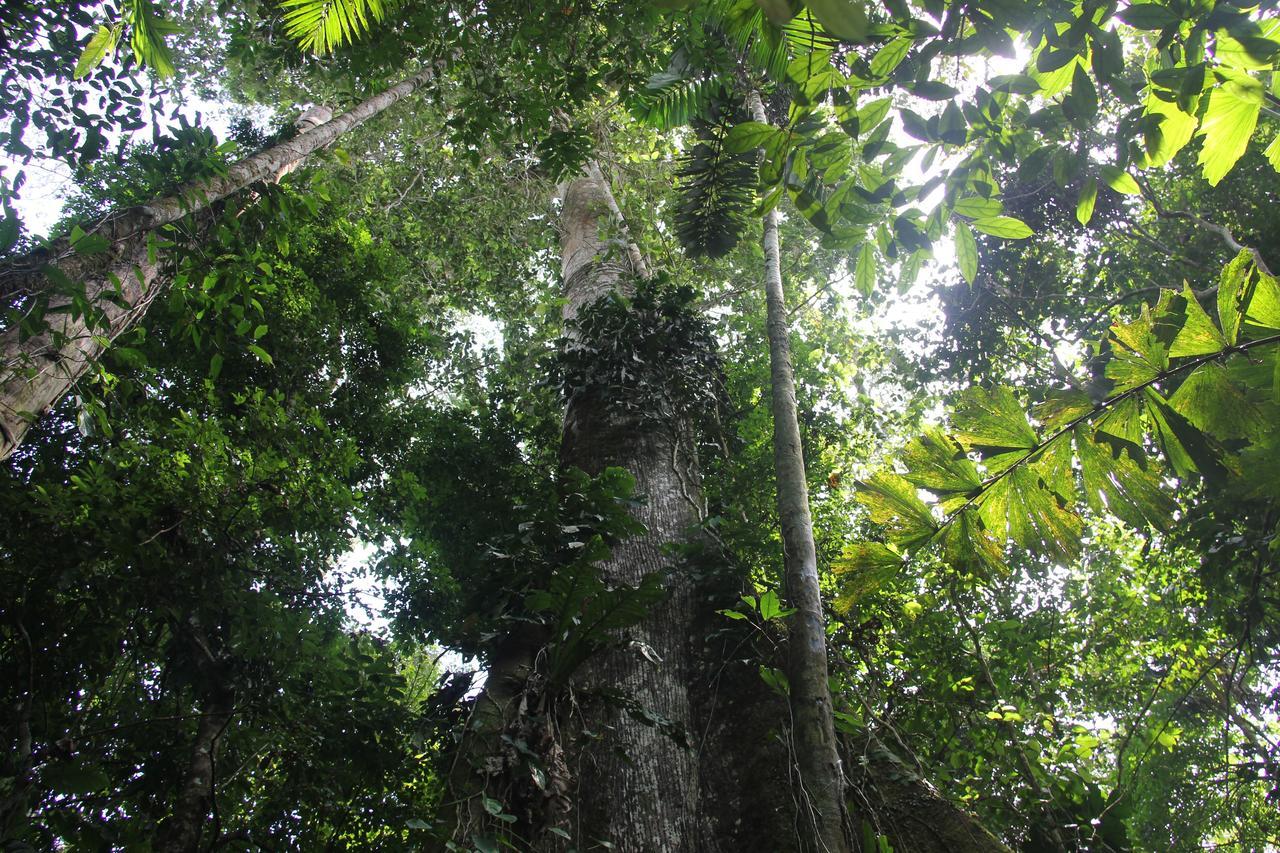 Green Forest Ecolodge Puerto Montufar エクステリア 写真