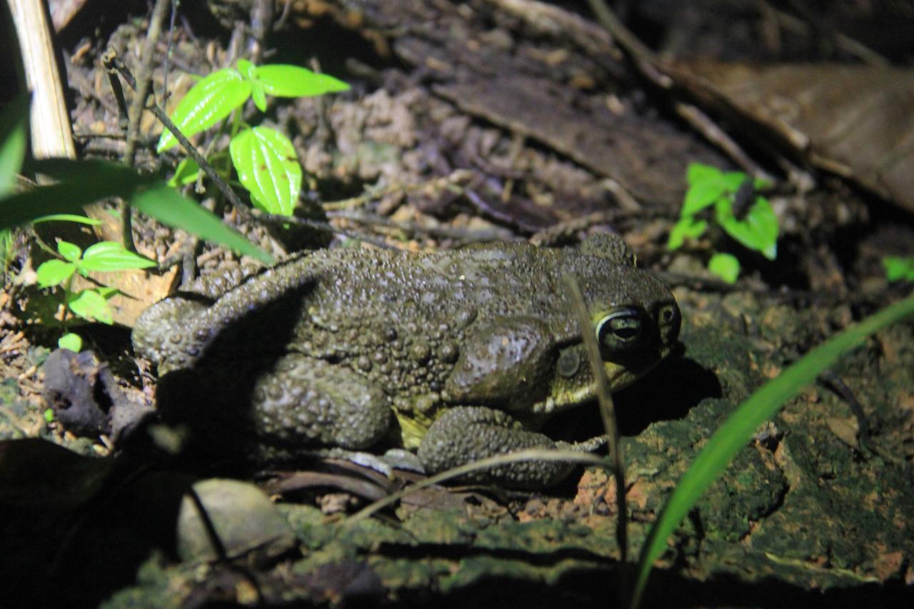Green Forest Ecolodge Puerto Montufar エクステリア 写真