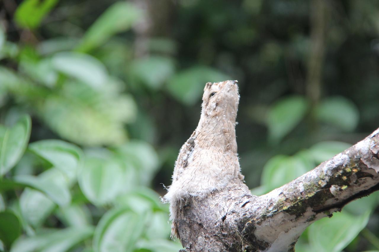 Green Forest Ecolodge Puerto Montufar エクステリア 写真