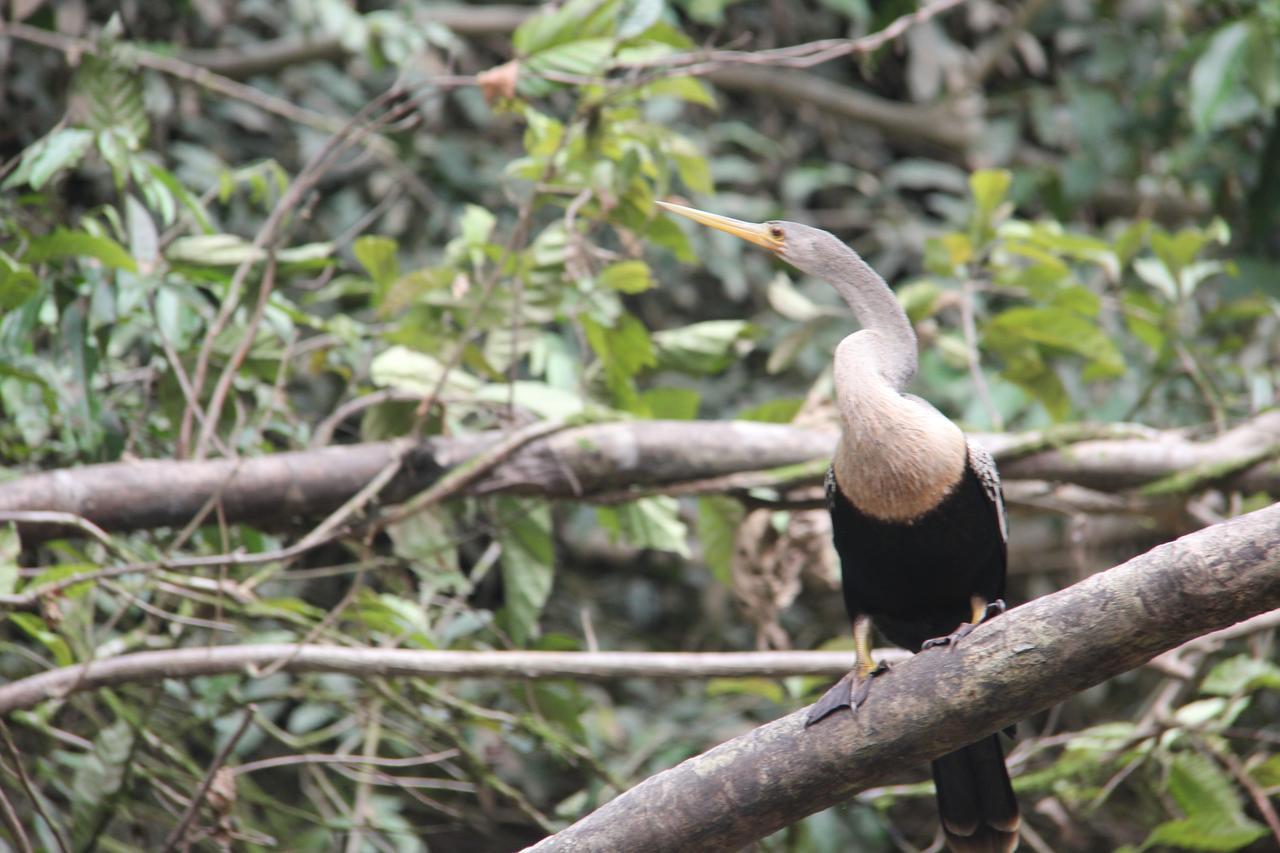 Green Forest Ecolodge Puerto Montufar エクステリア 写真
